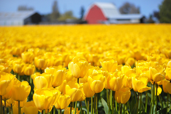 tulips17