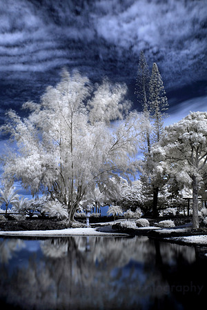 Windy Day -IR-