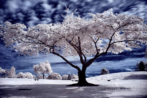 cemetery tree match