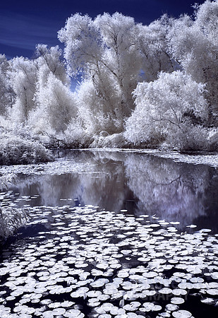 arboretum pond 02